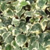 Hedera Algeriensis 'Gloire De Marengo'