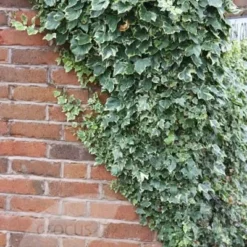 Hedera Helix 'Glacier' -Deals Green4Ever Store pl0000001648 card3 lg