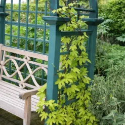 Humulus Lupulus 'Aureus' -Deals Green4Ever Store pl0000001664 card2 lg