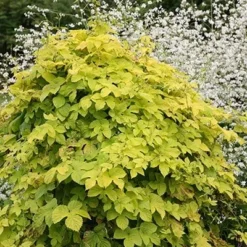 Humulus Lupulus 'Aureus' -Deals Green4Ever Store pl0000001664 card4 lg