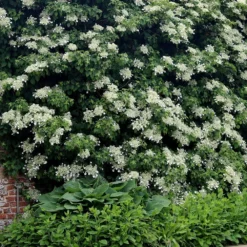 Hydrangea Anomala Subsp. Petiolaris -Deals Green4Ever Store pl0000001665 card4 lg