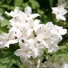 Jasminum Officinale