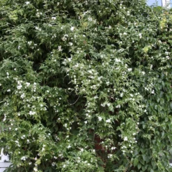 Jasminum Officinale -Deals Green4Ever Store pl0000001668 card4 lg