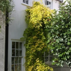 Jasminum Officinale Fiona Sunrise ('Frojas') (PBR) -Deals Green4Ever Store pl0000001670 card2 lg