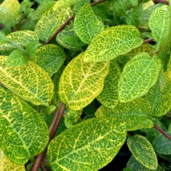 Lonicera Japonica 'Aureoreticulata' -Deals Green4Ever Store pl0000001677 card2 lg