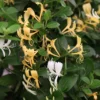 Lonicera Japonica 'Halliana'