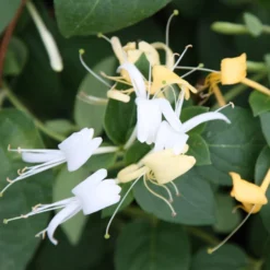 Lonicera Japonica 'Hall's Prolific'