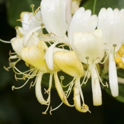 Lonicera Periclymenum 'Heaven Scent'