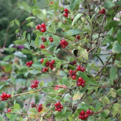 Lonicera Periclymenum 'Belgica' -Deals Green4Ever Store pl0000001683 card2 lg