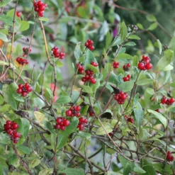 Lonicera Periclymenum 'Belgica' -Deals Green4Ever Store pl0000001683 card4 lg