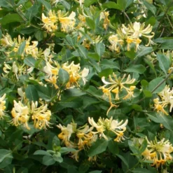Lonicera Periclymenum 'Graham Thomas' -Deals Green4Ever Store pl0000001684 card2 lg