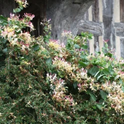 Lonicera Periclymenum 'Serotina' -Deals Green4Ever Store pl0000001685 card2 lg