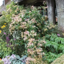 Lonicera Periclymenum 'Serotina' -Deals Green4Ever Store pl0000001685 card3 lg