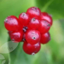 Lonicera Periclymenum 'Serotina' -Deals Green4Ever Store pl0000001685 card4 lg