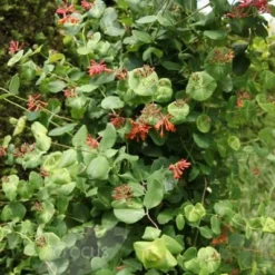 Lonicera × Brownii 'Dropmore Scarlet' -Deals Green4Ever Store pl0000001687 card3 lg