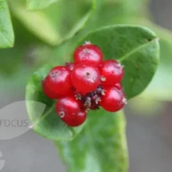 Lonicera × Brownii 'Dropmore Scarlet' -Deals Green4Ever Store pl0000001687 card4 lg