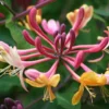 Lonicera × Heckrottii 'Gold Flame'