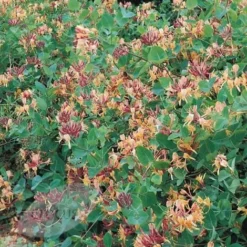 Deals Green4Ever Store -Deals Green4Ever Store pl0000001689 card2 lg