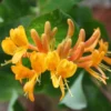 Lonicera × Tellmanniana