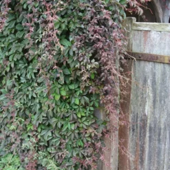 Parthenocissus Henryana -Deals Green4Ever Store pl0000001691 card2 lg