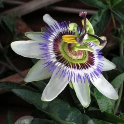 Passiflora Caerulea -Deals Green4Ever Store pl0000001697 card2 lg
