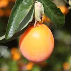 Passiflora Caerulea -Deals Green4Ever Store pl0000001697 card3 lg