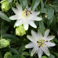 Passiflora Caerulea 'Constance Eliott' -Deals Green4Ever Store pl0000001698 card3 lg