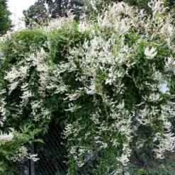 Fallopia Baldschuanica -Deals Green4Ever Store pl0000001701 card2 lg