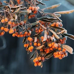 Pyracantha Saphyr Orange ('Cadange') -Deals Green4Ever Store pl0000001709 card3 lg