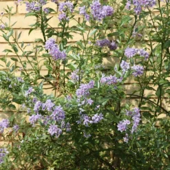 Solanum Crispum 'Glasnevin' -Deals Green4Ever Store pl0000001720 card3 lg
