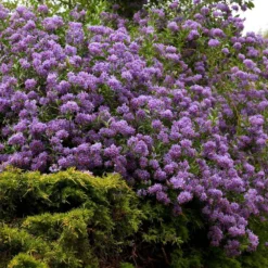 Solanum Crispum 'Glasnevin' -Deals Green4Ever Store pl0000001720 card4 lg