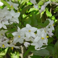 Solanum Laxum 'Album' -Deals Green4Ever Store pl0000001722 card3 lg