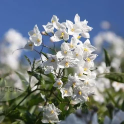 Solanum Laxum 'Album' -Deals Green4Ever Store pl0000001722 card4 lg