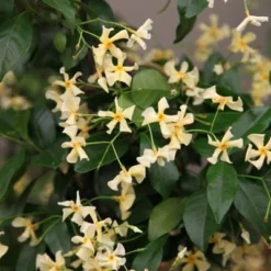 Trachelospermum Asiaticum -Deals Green4Ever Store pl0000001727 card2 lg