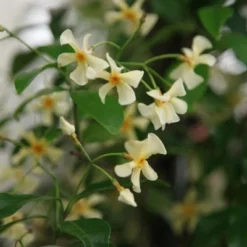 Trachelospermum Asiaticum -Deals Green4Ever Store pl0000001727 card3 lg