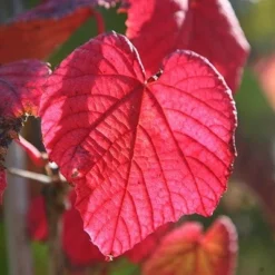 Vitis Coignetiae -Deals Green4Ever Store pl0000001730 card3 lg