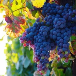 Grape Black Hamburg ('Schiava Grossa')