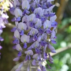 Wisteria Floribunda -Deals Green4Ever Store pl0000001735 card3 lg