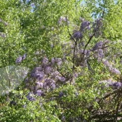 Wisteria Floribunda -Deals Green4Ever Store pl0000001735 card4 lg