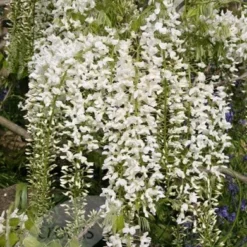Wisteria Floribunda F. Alba 'Shiro-noda' -Deals Green4Ever Store pl0000001736 card4 lg