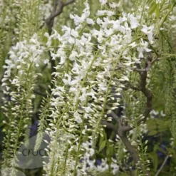 Wisteria Floribunda F. Alba 'Shiro-noda' -Deals Green4Ever Store pl0000001736 card5 lg