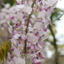 Wisteria Floribunda F. Rosea 'Hon-beni' -Deals Green4Ever Store pl0000001742 card4 lg