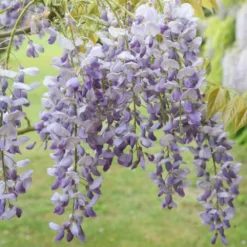 Wisteria Sinensis 'Prolific' -Deals Green4Ever Store pl0000001754 card3 lg