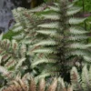 Athyrium Niponicum Var. Pictum