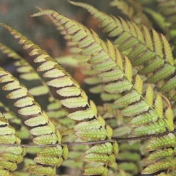 Dryopteris Erythrosora -Deals Green4Ever Store pl0000001823 card3 lg