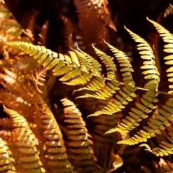 Dryopteris Erythrosora -Deals Green4Ever Store pl0000001823 card4 lg