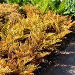 Dryopteris Erythrosora -Deals Green4Ever Store pl0000001823 card5 lg