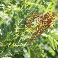 Osmunda Regalis 7 Osmunda Regalis -Deals Green4Ever Store pl0000001834 card3 lg scaled