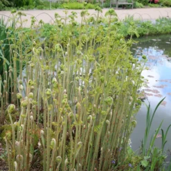 Osmunda Regalis 8 Osmunda Regalis -Deals Green4Ever Store pl0000001834 card4 lg scaled