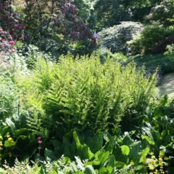 Osmunda Regalis 9 Osmunda Regalis -Deals Green4Ever Store pl0000001834 card5 lg scaled